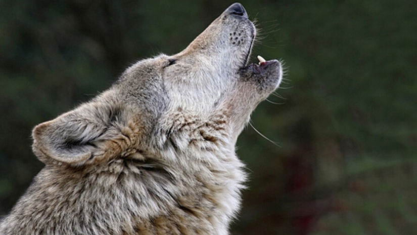 Friday Howl from The Woolf Den: Being Available